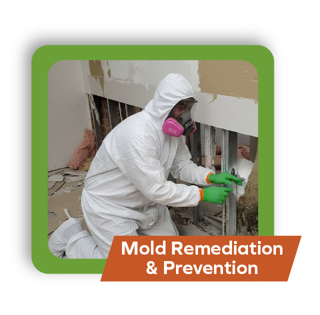 Mold Remediation